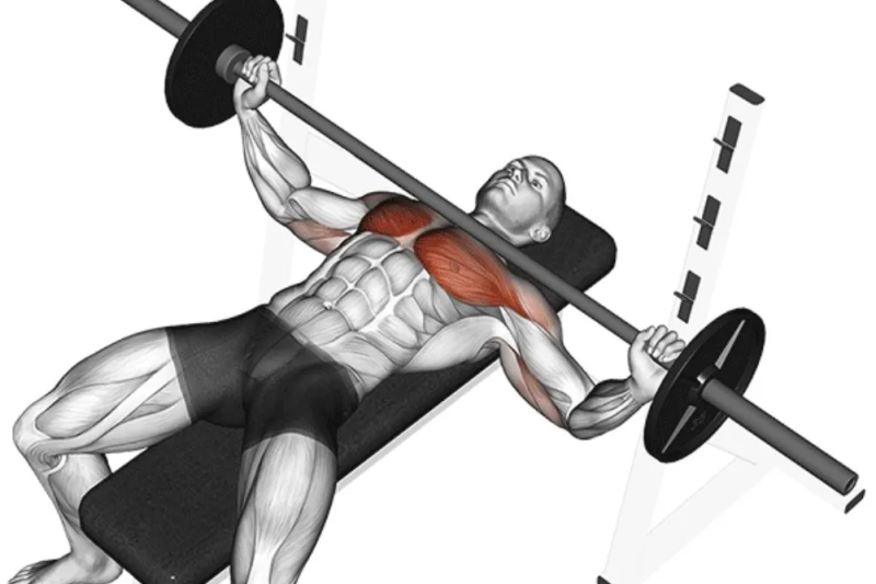 胸肌训练之王：杠铃卧推全方位深度教程（新手到进阶）